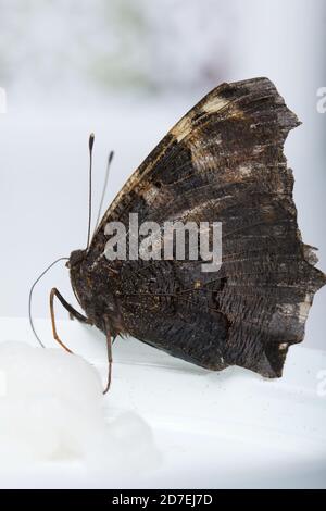 Der Peacock Butterfly frisst Zuckersirup auf einem Baumwollball. Auf weißem Hintergrund. Nahaufnahme. Stockfoto