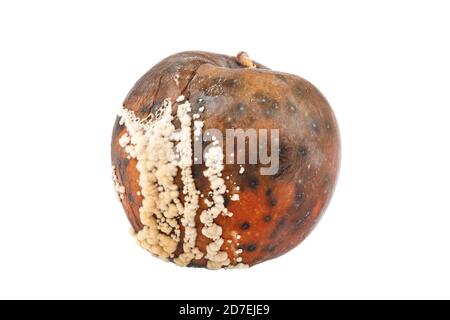 Früchte von Apfel mit Fäule isoliert auf weißem Hintergrund. Stockfoto