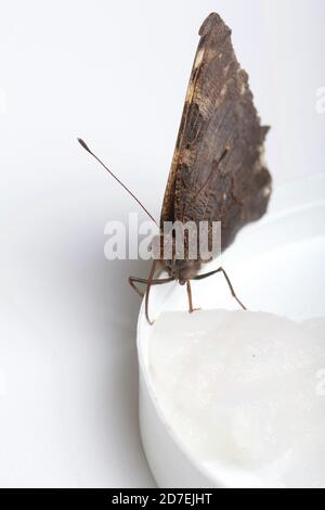 Der Peacock Butterfly frisst Zuckersirup auf einem Baumwollball. Auf weißem Hintergrund. Nahaufnahme. Stockfoto