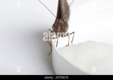 Der Peacock Butterfly frisst Zuckersirup auf einem Baumwollball. Auf weißem Hintergrund. Nahaufnahme. Stockfoto