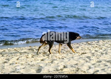 Schwarzer streunender Hund, der am Strand entlang läuft, aus nächster Nähe. Mongrel Hund auf dem Mittelmeer, Naher Osten, Tunesien. Stockfoto