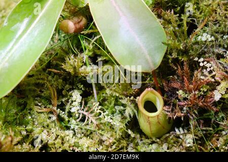 Nepentes, oder Pitcher - eine Gattung von räuberischen Pflanzen der monotypischen Familie Nepenthaceae. Stockfoto