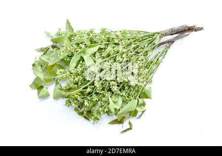Siamese neem Baum indisches Gemüse auf weißem Hintergrund Stockfoto