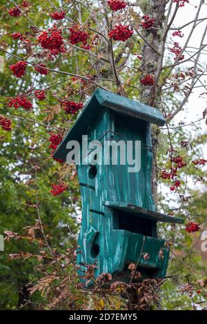 Grünes Holzhaus für Vögel auf Sorbus aucuparia Baum in der Herbstsaison. Cimbrian Dorf Vallorch in der Cansiglio Plateau. Venetien. Italien, Europa. Stockfoto