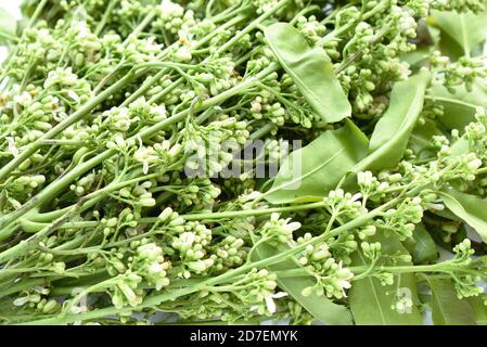 Siamese neem Baum indisches Gemüse auf weißem Hintergrund Stockfoto