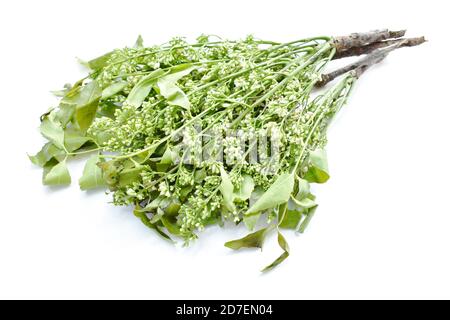 Siamese neem Baum indisches Gemüse auf weißem Hintergrund Stockfoto