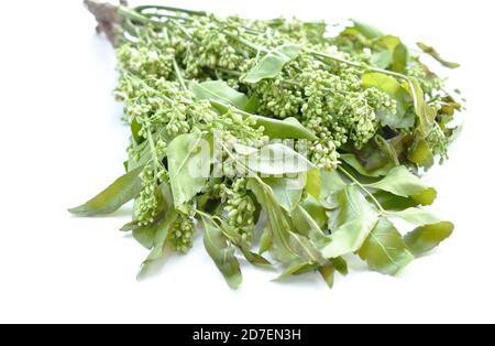 Siamese neem Baum indisches Gemüse auf weißem Hintergrund Stockfoto