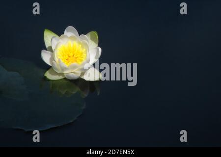 Schöne Wasserblume weiß. Blühende weiße Lilien auf dem Teich. Lilie auf der Wasseroberfläche, Nahaufnahme. Stockfoto