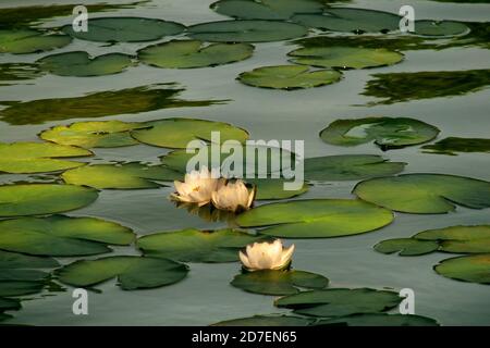 Wasser weiße Lilien im Sonnenlicht. Weiße Seerose im Teich. Eine schöne Blume in einem Sommersee. Stockfoto