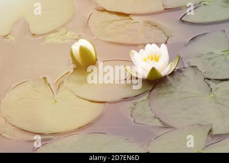 Eine schöne Blume in einem Sommersee. Wasser weiße Lilien im Sonnenlicht. Weiße Seerose im Teich. Stockfoto