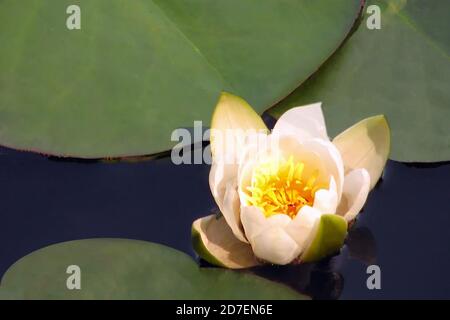 Weiße Seerosen in der Sonne, Nahaufnahme. Eine schöne Blume in einem Sommerteich. Weiße Seerose im See. Stockfoto