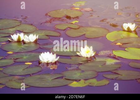 Weiße Blüten der Wasseroberfläche des Sees Weiße Seerosen auf dem Teich. Schöne blühende Wasserpflanze. Stockfoto