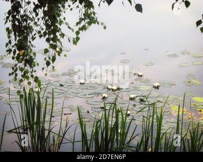 Blühende weiße Lilien auf der Wasseroberfläche des Teiches. Schöne blühende Wasserpflanze. Viele weiße Seerosen auf dem See. Stockfoto