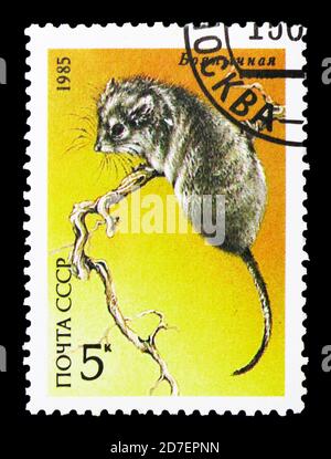 MOSKAU, RUSSLAND - 31. MÄRZ 2018: Eine in UdSSR (Russland) gedruckte Marke zeigt Desert Dormouse (Selevinia betakdalaensis), geschützte Tierserie, um 19 Stockfoto