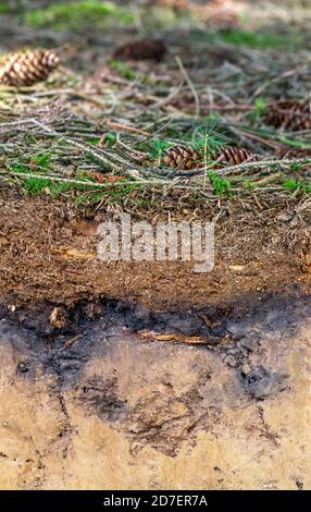 Organische Schicht und Oberboden eines Luvisol in einer Fichte Wald Stockfoto