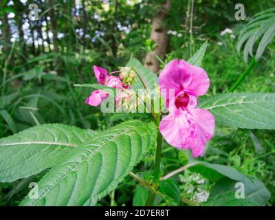 Weitwinkel-Nahaufnahme einer vollständig offenen Blüte des Drüsenbalsams (lat: Impatiens glandulifera), auch Indischer Balsam genannt, im Vordergrund und der Stockfoto
