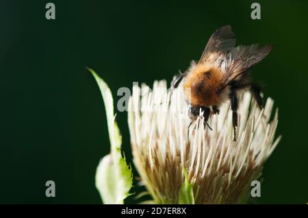 Nahaufnahme einer Baumhummel (Bombus hypnorum), die vor dunklem Hintergrund eine halboffene Blüte ansaugt. Stockfoto