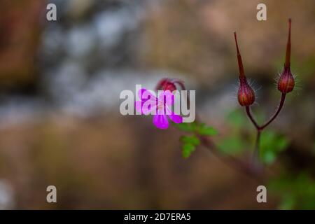 Zarte rosa Blüten vor der Wand Stockfoto