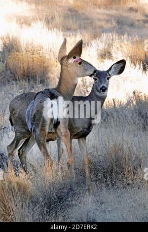 Maultierhirsche und Rehkitze, Odocoileus hemionus, ernähren sich von der Sagebürste in einer ländlichen Gegend in der Nähe von Bend, Oregon. Stockfoto