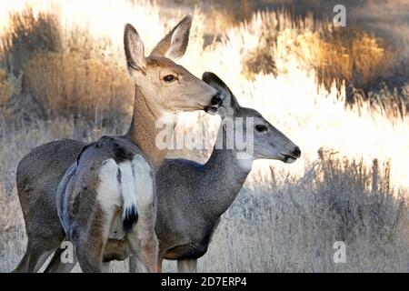 Maultierhirsche und Rehkitze, Odocoileus hemionus, ernähren sich von der Sagebürste in einer ländlichen Gegend in der Nähe von Bend, Oregon. Stockfoto