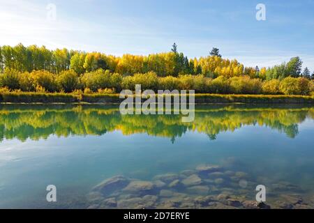 Aspen-Bäume, die im Oktober Gold werden, spiegeln sich in den ruhigen Gewässern des Deschutes River bei Bend, Oregon. Stockfoto