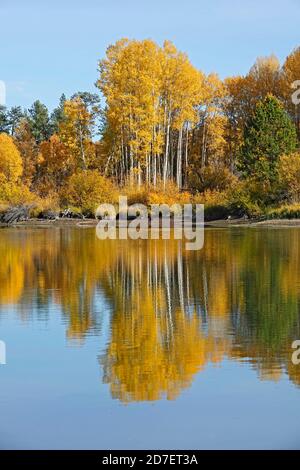 Aspen und Weidensträucher verwandeln sich im Oktober entlang des Deschutes River im Zentrum von Oregon bei Bend von Grün zu Gold. Dieser Abschnitt des Flusses ist popul Stockfoto