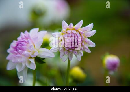 Dahlien (Dahlien) im Feld, weiche rosa Dahlien, grüner Hintergrund Stockfoto