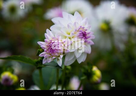 Dahlien (Dahlien) im Feld, weiche rosa Dahlien, grüner Hintergrund Stockfoto