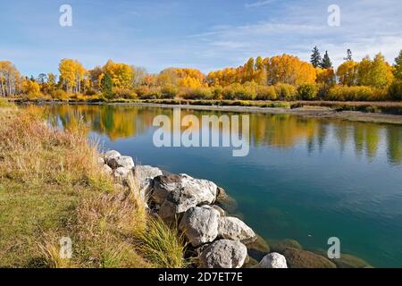 Aspen und Weidensträucher verwandeln sich im Oktober entlang des Deschutes River im Zentrum von Oregon bei Bend von Grün zu Gold. Dieser Abschnitt des Flusses ist popul Stockfoto