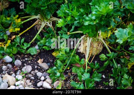 Sellerie im Feld, Sellerie im Feld Stockfoto