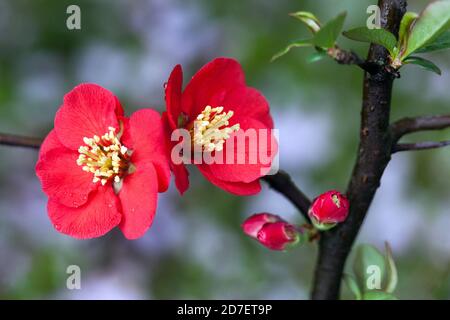 Blühende Quinzblüten Rote Chaenomelen „Simonii“ Blume auf dem Ast Stockfoto