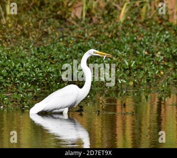 Ein toller Reiher (Ardea alba) Mit einem Fisch im Maul steht in den Untiefen Am Rande von Watsonville Slough in Kalifornien Stockfoto