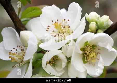 Quitten blüht Chaenomeles nivalis Stockfoto