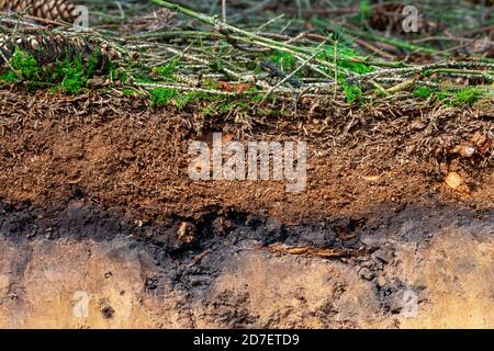 Organische Schicht und Oberboden eines Luvisol in einer Fichte Wald Stockfoto