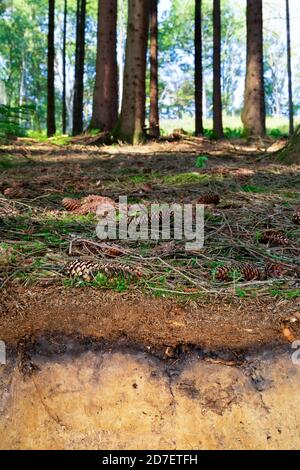 Organische Schicht und Oberboden eines Luvisol in einer Fichte Wald Stockfoto