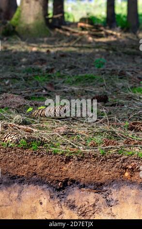 Organische Schicht und Oberboden eines Luvisol in einer Fichte Wald Stockfoto