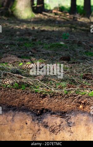 Organische Schicht und Oberboden eines Luvisol in einer Fichte Wald Stockfoto