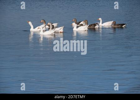 Gruppe von weißen und gefleckten Farmgänsen, die von der Sonne beleuchtet und im Wasser reflektiert werden. Platz für Text auf dem Wasser Stockfoto