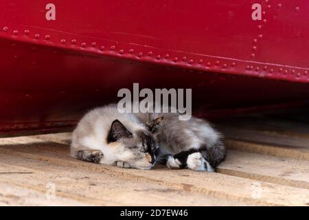 Flauschige Katze schläft auf hölzernen Pier unter hellem rotem Metall Boot Stockfoto