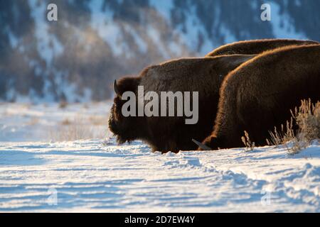 Ein Weibchen hält inne, um aus dem Schnee in der kleinen Herde zu schauen, mit der sie grast. Grand Teton National Park, Wyoming Stockfoto