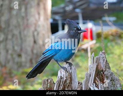 Porträt eines Stellar's Jay, Cyanocitta stelleri, thront auf einem Baumglied am westlichen Hang der Cascade Mountains im Zentrum von Oregon. Sie sind com Stockfoto