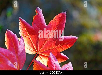 Das Blatt eines Weinbaumes, der im Oktober in den Cascade Mountains im Zentrum von Oregon Gold und Rot färbte. Stockfoto