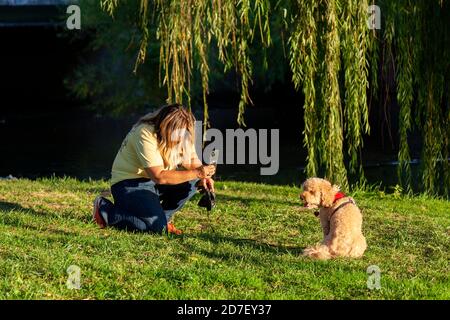 Eine blonde Frau kniet auf einer Wiese unter einem Fallenlassen Weidenbaum, um ein Porträt von ihm zu machen Brauner Terrier Hund mit ihrem Handy.Hund sitzt und Stockfoto