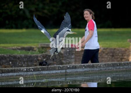 Graureiher (Ardea cinerea) mit Person, die es ansieht Stockfoto
