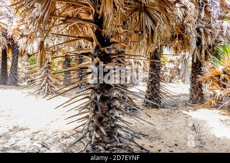 Schwarzer Baumstamm von Palmen in der Nähe des Meeres Strand sieht toll aus im Sommer Tag. Stockfoto