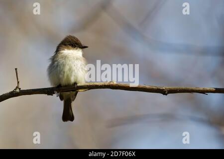 Eine östliche Phoebe, Sayornis phoebe, die auf dem Ast sitzt Stockfoto