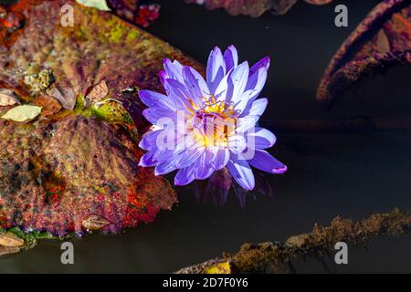 Eine Nahaufnahme von Nymphea Tanzanite Seerosen, die auf der Oberfläche eines Teiches schweben. Die Lilienpads haben lebhaft gefärbte Streifenmuster und gelbrosa Stockfoto