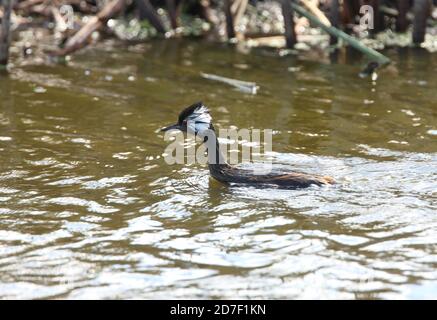 White-Tufted Grebe (Podiceps rolland) Schwimmen für Erwachsene auf Pampas Lagune Buenos Aires Provinz, Argentinien Januar Stockfoto