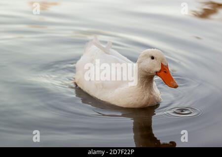 Eine schneeweiße Hausente Rasse bekannt als American Pekin oder weißen pekin Schwimmen in einem Teich bei Sonnenuntergang. Es wird für die Fleisch- und Eierproduktion und für den Ke gezüchtet Stockfoto