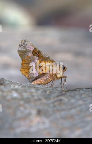 Purpurthorn (selenia tetralunaria) Stockfoto